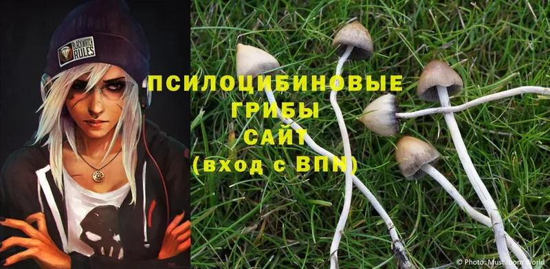 где купить наркотик  Берёзовский  Псилоцибиновые грибы Magic Shrooms 
